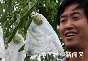 黃驊冬棗套袋隔離農藥污染