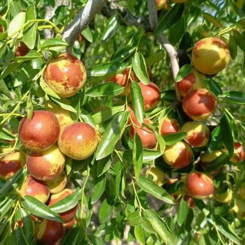河北黃驊冬棗 雨前珍品，質優價美，批發首選